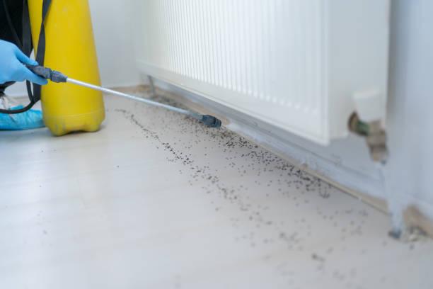 Best Termite Control Services  in Trabuco Nyon, CA